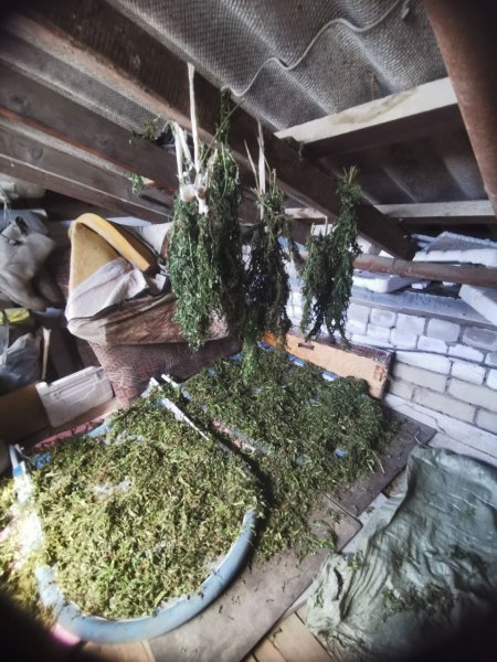 В Приморье полицейские изъяли у жителей Пожарского округа около  3 килограммов  марихуаны